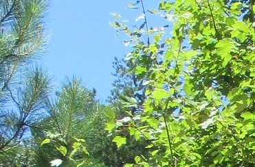 Roswell Greenway Pond Bench Trees