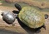 Alpharetta Greenway Quantum Turtles