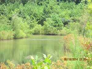 Roswell Greenway Pond